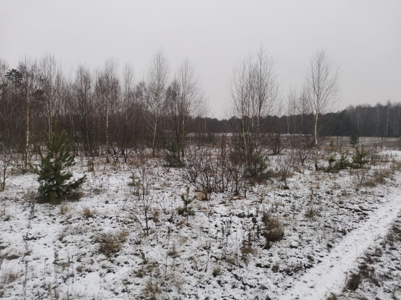 Działka rolna Nowa Wieś. Zdjęcie 6