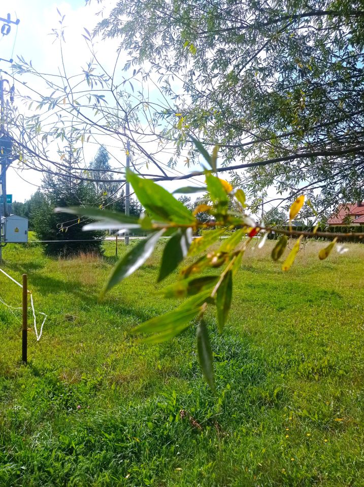 Działka rolno-budowlana Cygów, ul. Mińska. Zdjęcie 4