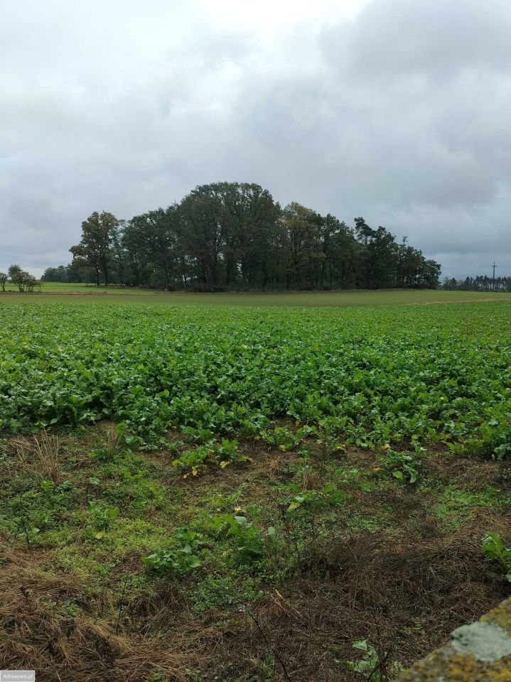 Działka rolna Cienia Druga. Zdjęcie 2