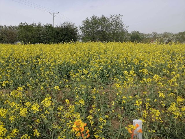Działka budowlana Gościęcice, Rumiankowa. Zdjęcie 1