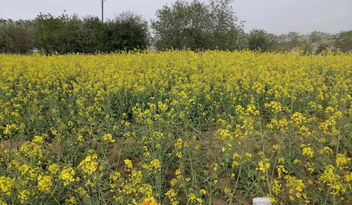 Działka budowlana Gościęcice, Rumiankowa