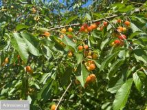 dom wolnostojący, 5 pokoi Suchocin, ul. Modlińska. Zdjęcie 2