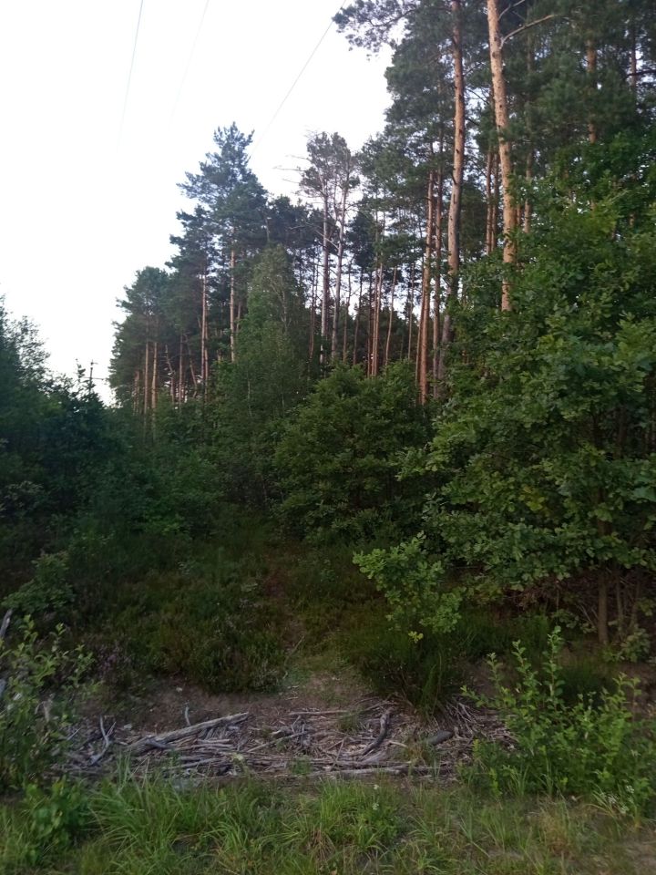 Działka leśna Mława. Zdjęcie 3