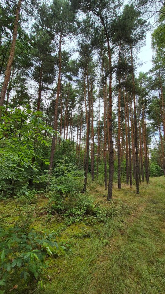 Działka leśna Mąkoszyce. Zdjęcie 4