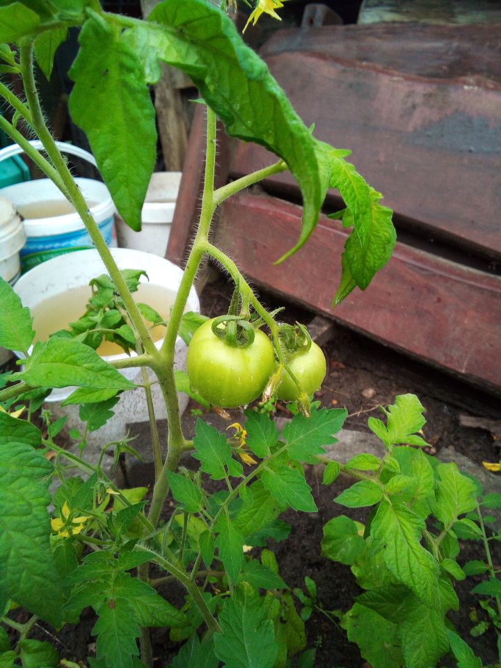 Działka rod Poręba, ul. Modrzewiowa. Zdjęcie 11