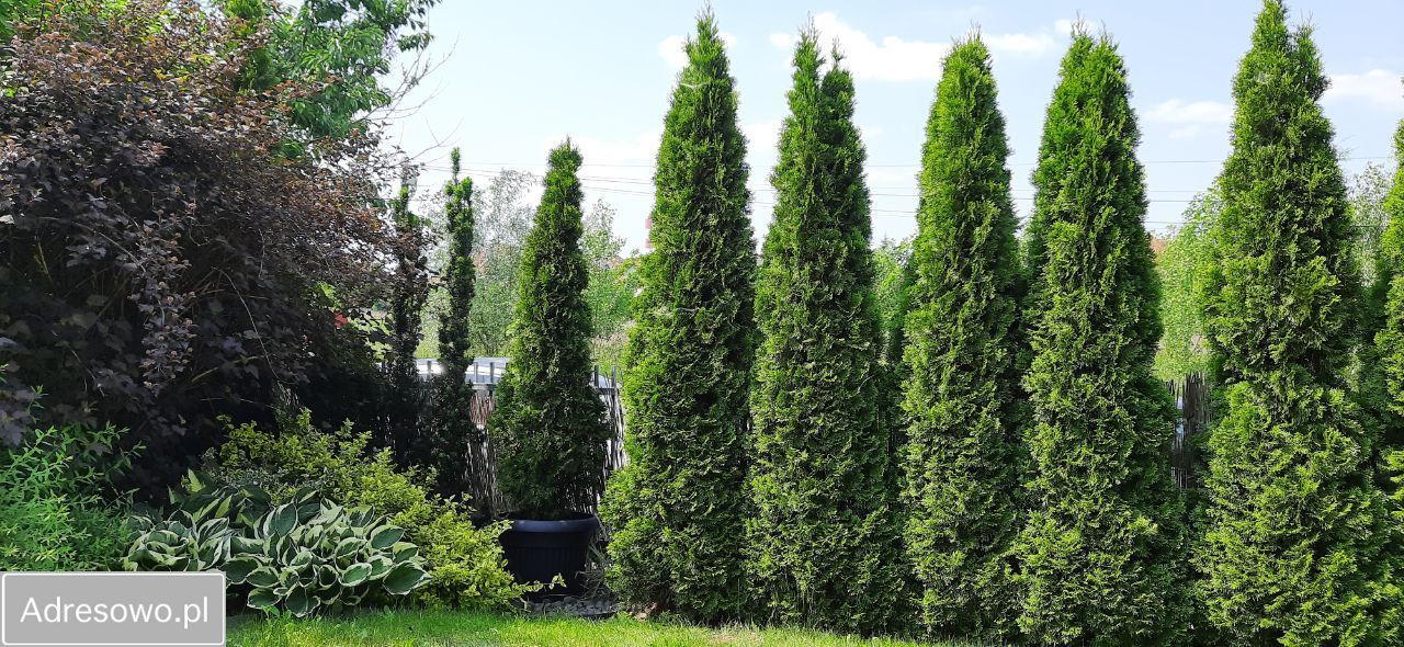 Mieszkanie 4-pokojowe Warszawa Wilanów, ul. Jara. Zdjęcie 9