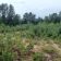 Działka rekreacyjna Dzikowiec. Zdjęcie 1