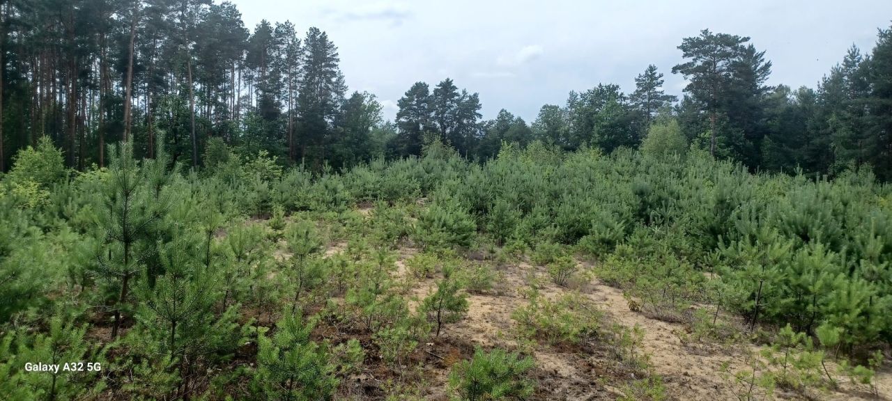 Działka rekreacyjna Dzikowiec