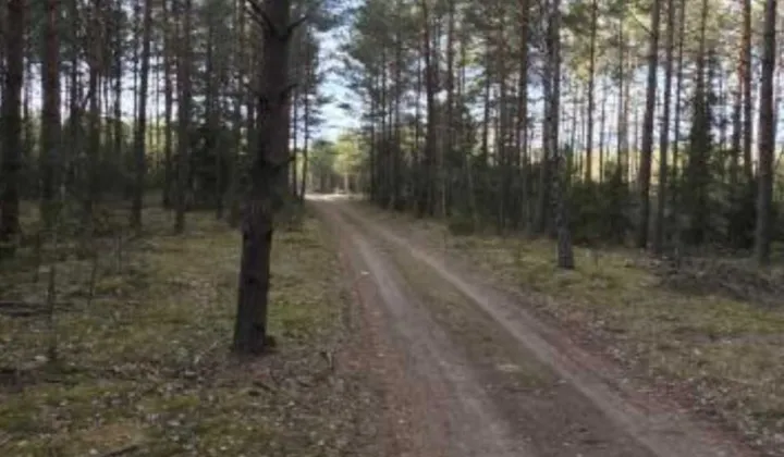 Działka leśna Motułka
