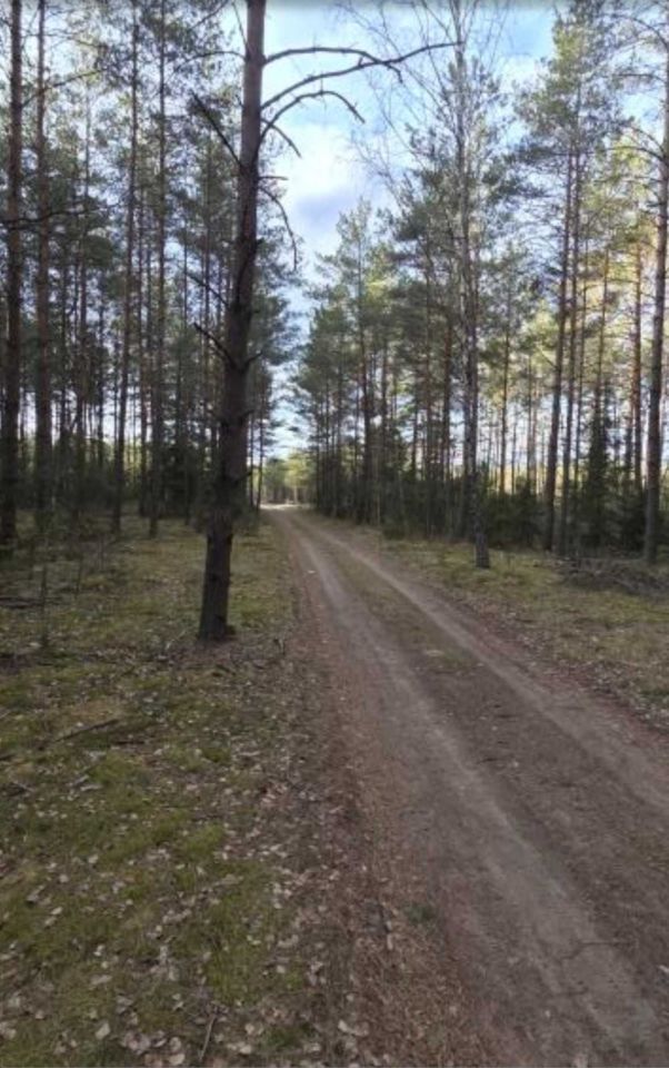 Działka leśna Motułka. Zdjęcie 1