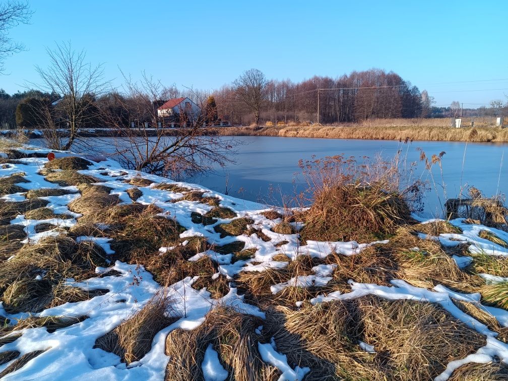Działka rekreacyjna Dęba-Kolonia. Zdjęcie 4