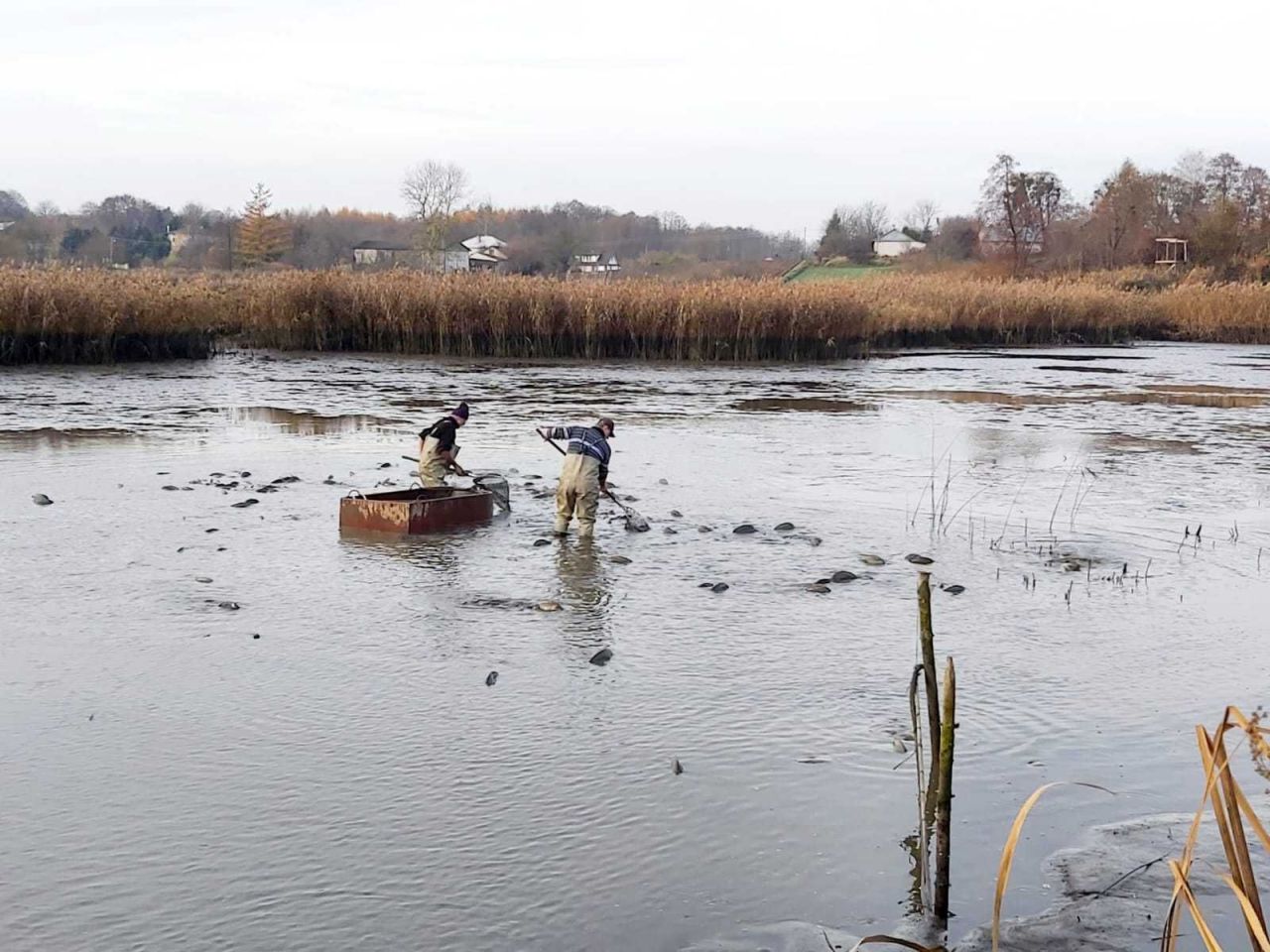 Działka rolna Wielobycz. Zdjęcie 5