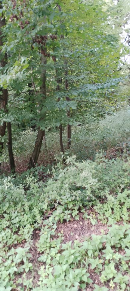 Działka leśna Osobnica Wysłanka, Osobnica. Zdjęcie 5