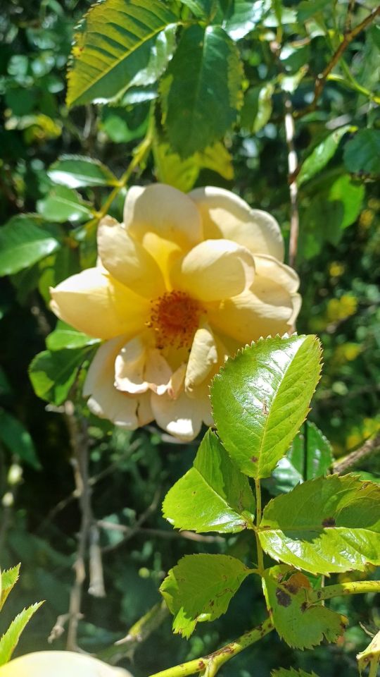 Działka rod Piła. Zdjęcie 8