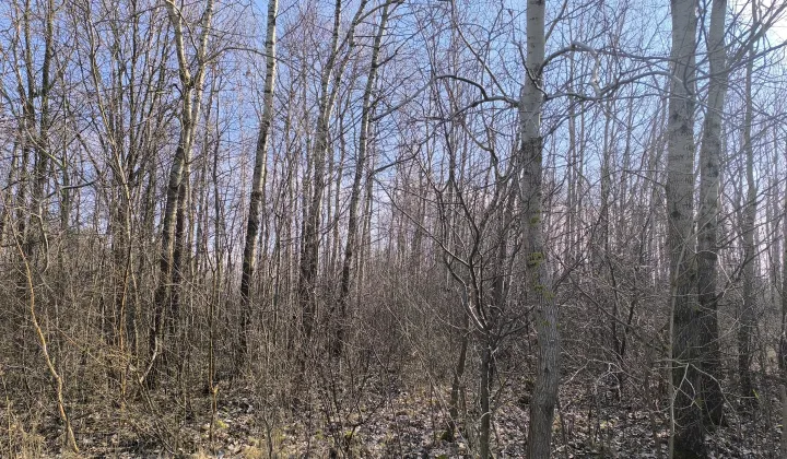 Działka rolna Piegłowo-Kolonia