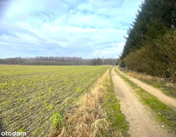 Działka inwestycyjna Harsz. Zdjęcie 8