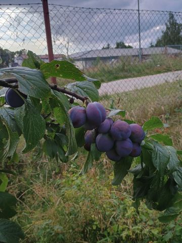Działka rod Starogard Gdański Centrum, ul. Hermanowska. Zdjęcie 9