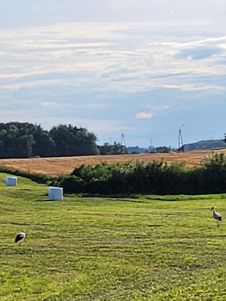 Działka rolna Wasilówka. Zdjęcie 7