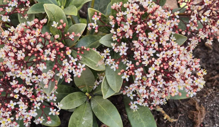 siedlisko, 6 pokoi Ksawerówka