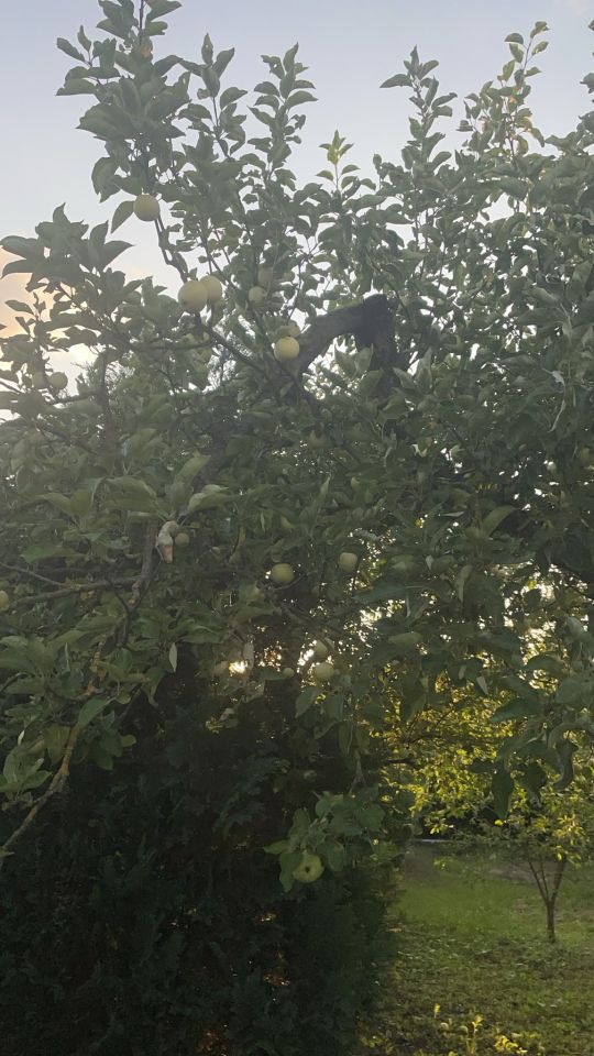 Działka rod Inowrocław, Szosa Bydgoska. Zdjęcie 13