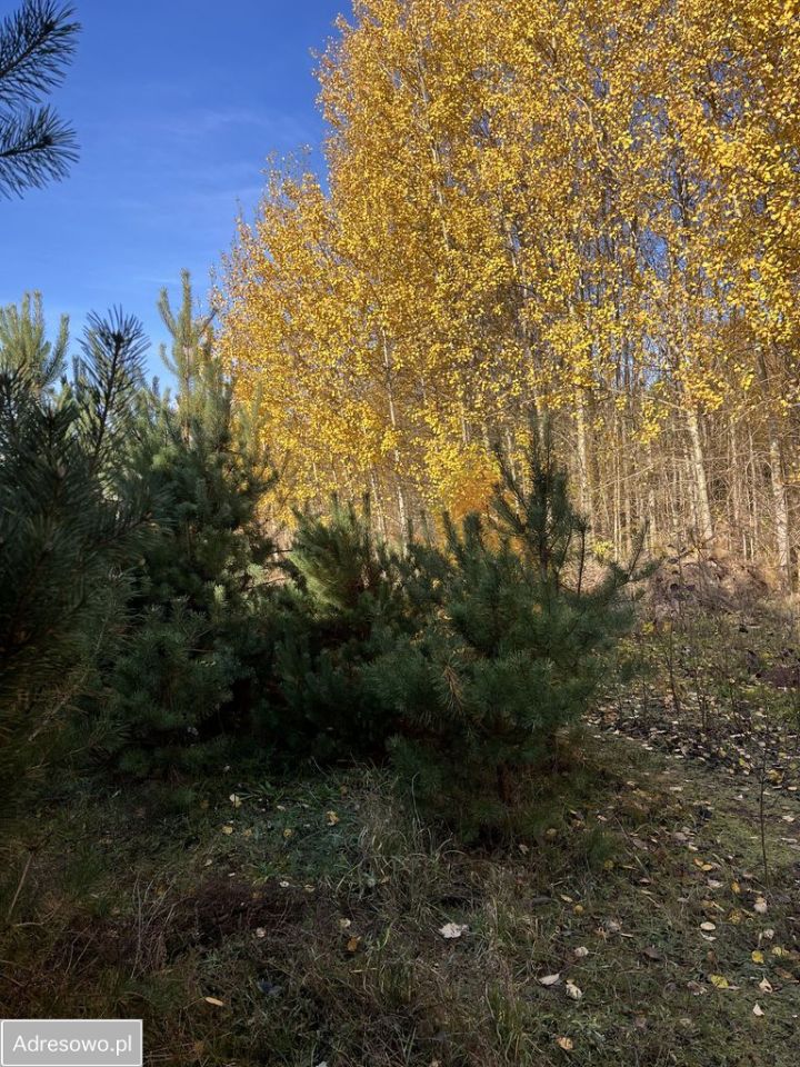 Działka budowlana Owczegłowy. Zdjęcie 9