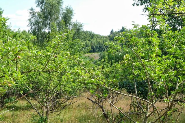 Działka rolno-budowlana Ząbrsko Górne, ul. Na Wzgórze. Zdjęcie 1
