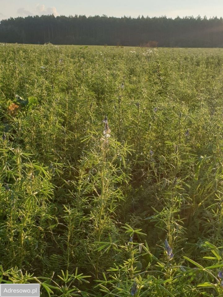 Działka budowlana Stronno, ul. Leśna. Zdjęcie 6