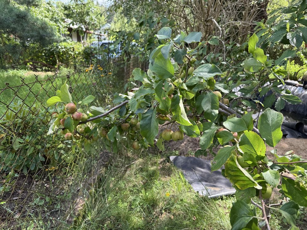 Działka rod Zielona Góra