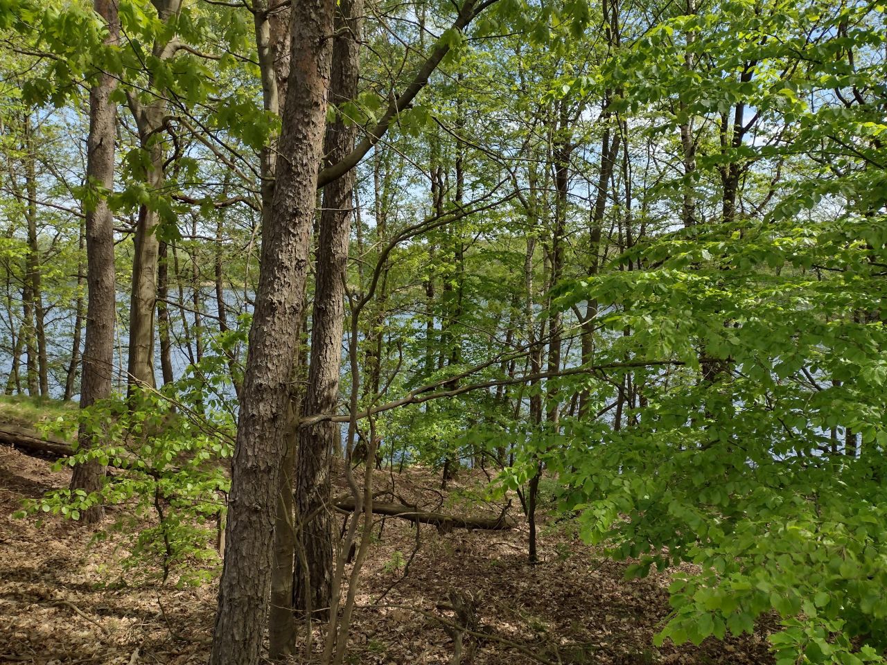 Działka rekreacyjna Jeleń. Zdjęcie 5