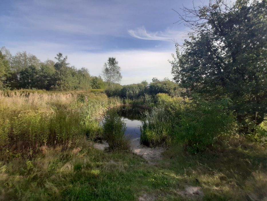 Działka rolno-budowlana Sowia Wola. Zdjęcie 2