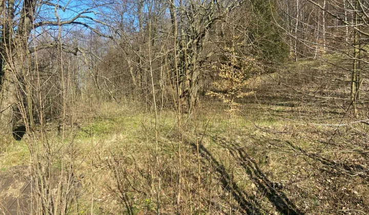 Działka budowlana Rościszów, ul. Potoczek