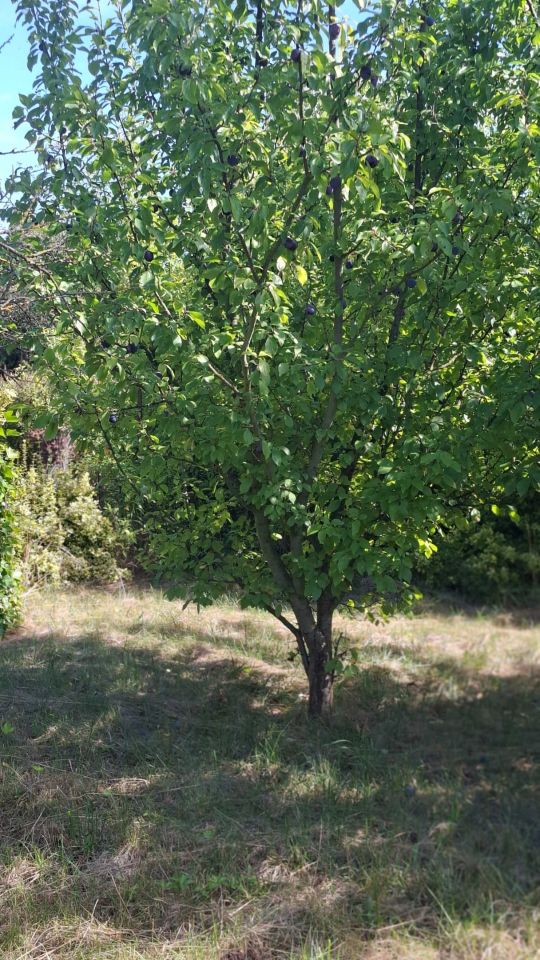 Działka rod Środa Wielkopolska, ul. Wrzesińska. Zdjęcie 7