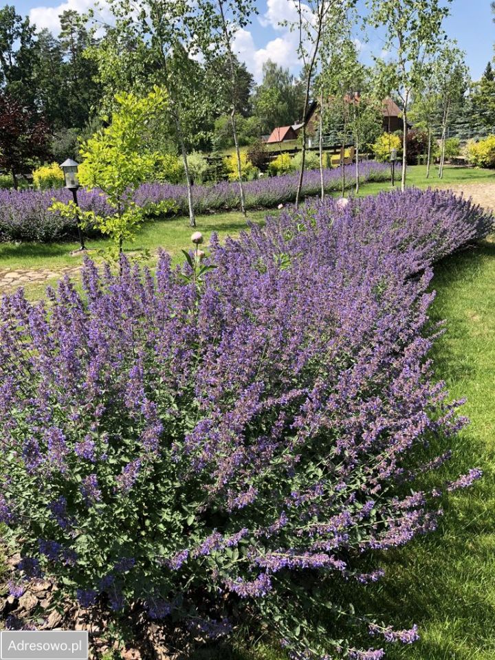 dom wolnostojący, 5 pokoi Piaski. Zdjęcie 5