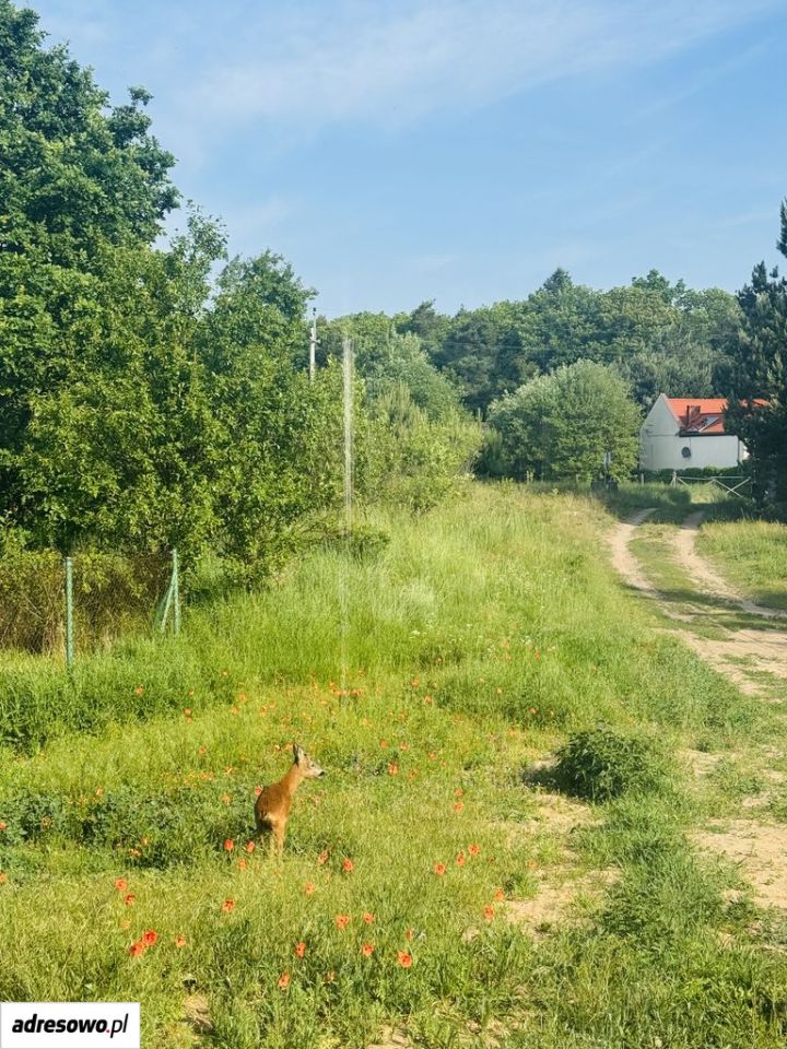 dom wolnostojący, 3 pokoje Zielonagóra. Zdjęcie 13