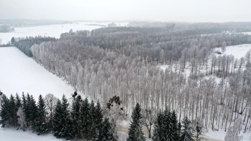 Działka leśna Harsz. Zdjęcie 5