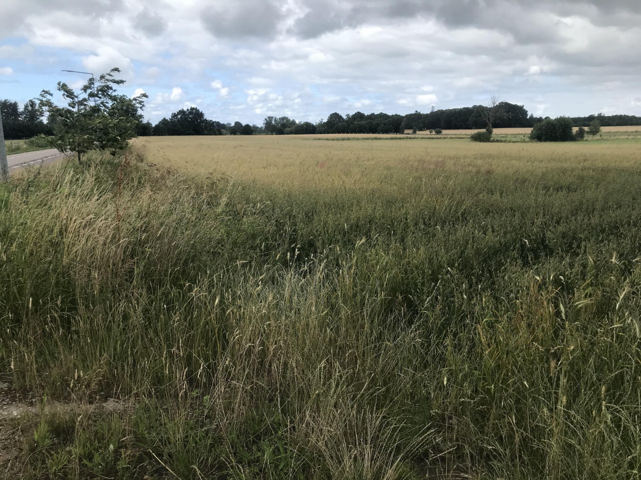 Działka budowlana Korlino. Zdjęcie 6