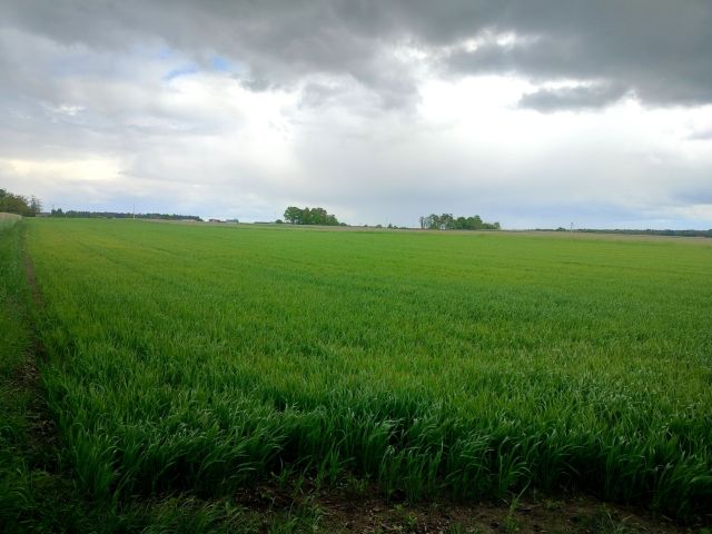 Działka rolna Cienia Druga. Zdjęcie 1