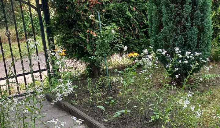 Działka rod Zabrze, ul. Botaniczna
