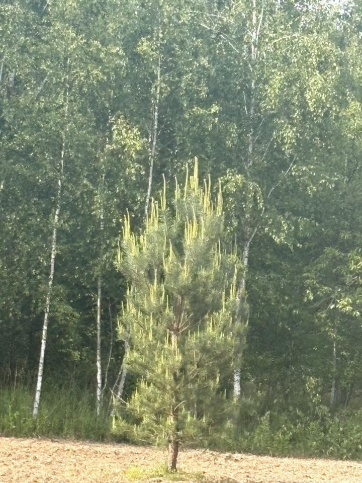 Działka budowlana Błędowo, ul. Sielawy. Zdjęcie 9