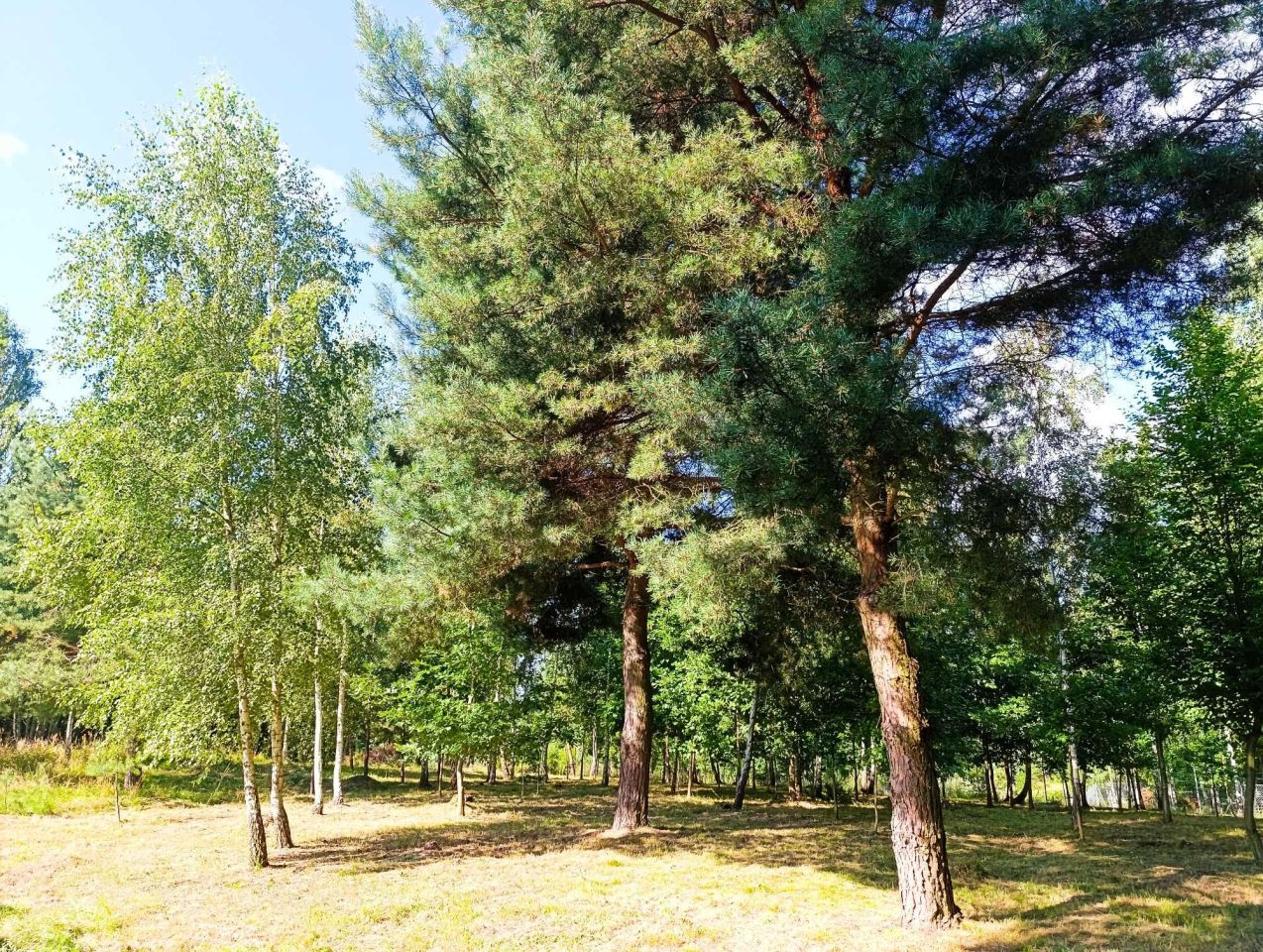 Działka budowlana Szafarnia. Zdjęcie 3