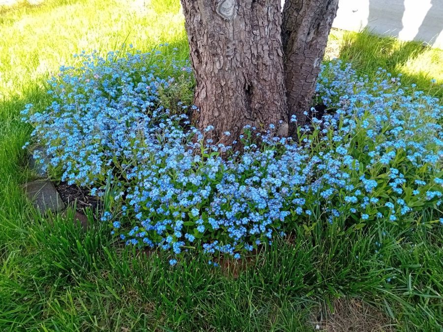 Działka rod Gdańsk Stogi. Zdjęcie 10