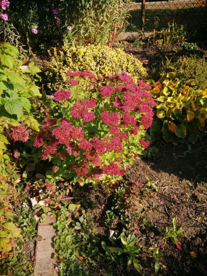 Działka rod Gliwice. Zdjęcie 6