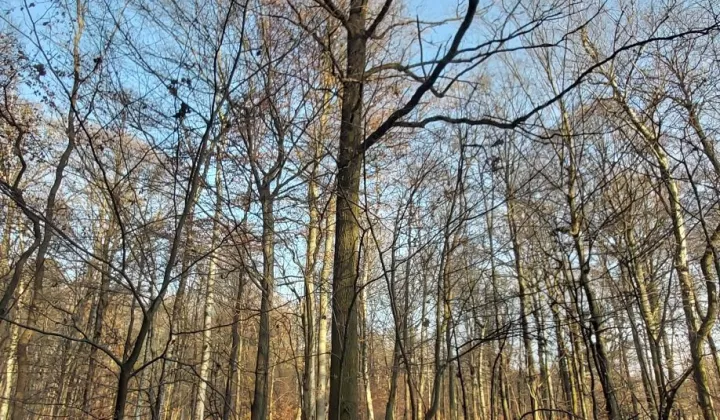 Działka leśna Malerzów