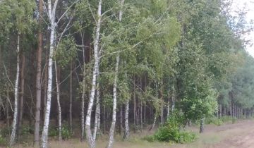 Działka leśna Dąbrowice