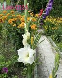 Działka rod Warszawa Włochy. Zdjęcie 1