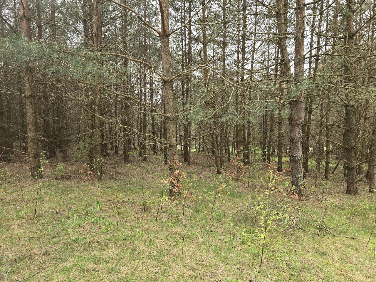 Działka leśna Ruś. Zdjęcie 8