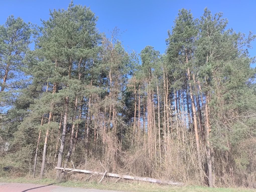 Działka budowlana Ostrowiec Świętokrzyski, ul. Tomaszów. Zdjęcie 6