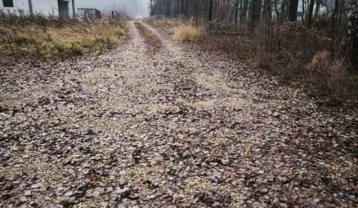 Działka budowlana Pyskowice Dzierżno, ul. Wiejska