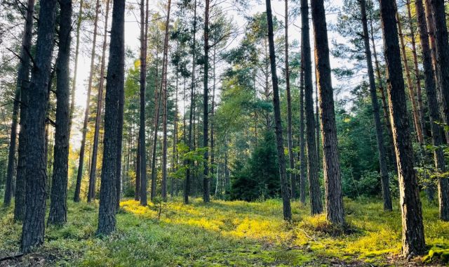 Działka Rapy Dylańskie. Zdjęcie 1