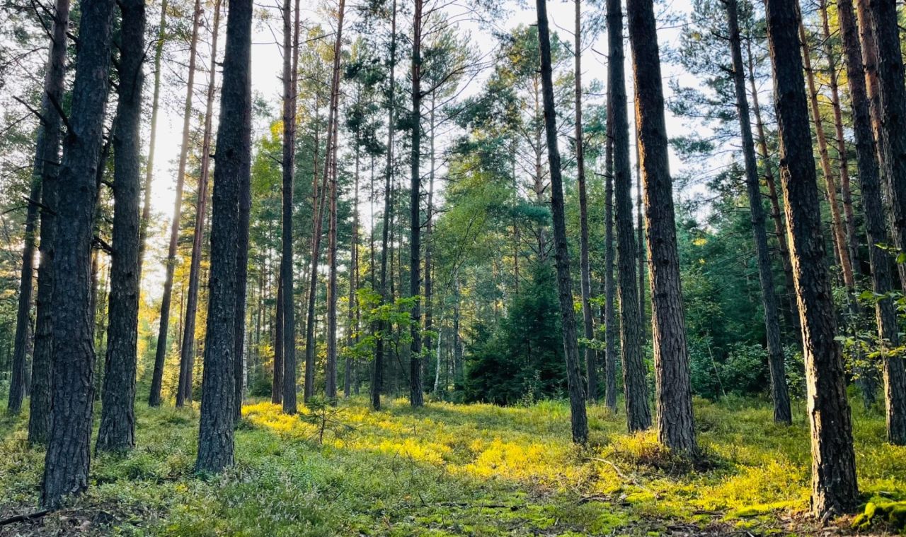 Działka Rapy Dylańskie. Zdjęcie 1